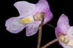 Eastern purple bladderwort